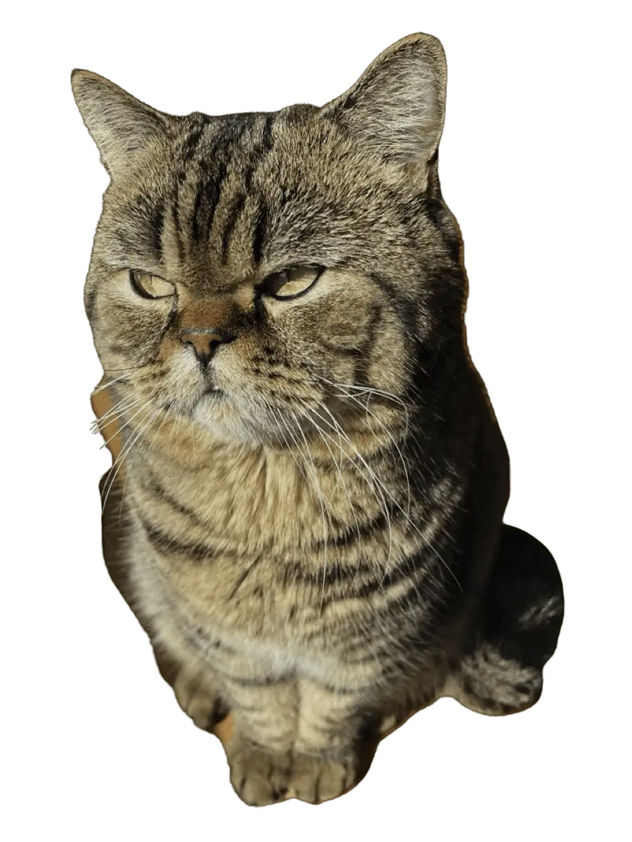 Кіт